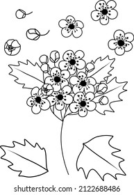 Set Of Simple Doodles Of Hawthorn Flowers, May Birth Month Flower