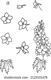 Set of simple doodles of larkspur flowers and twigs, july birth month flower