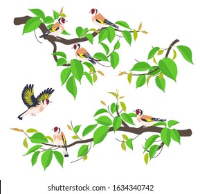 Set of simple Goldfinches on tree branches with young green leaves isolated on white. Flying and sitting birds with bright colored plumage. Forest or park songbird vector illustration in flat style.