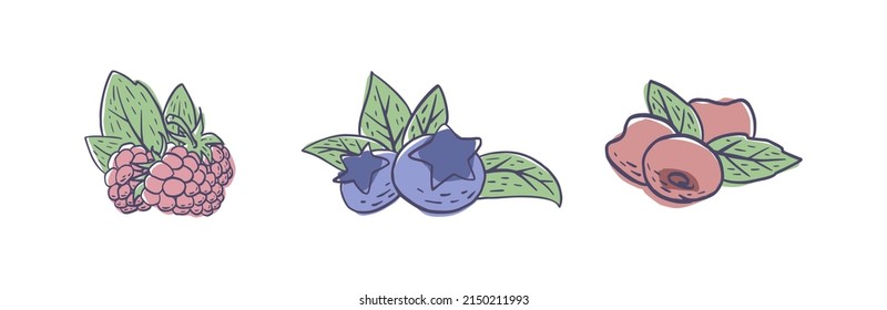 Eine Reihe von einfachen, handgezeichneten Beeren einzeln auf weißem Hintergrund. Vektorgrafik EPS10