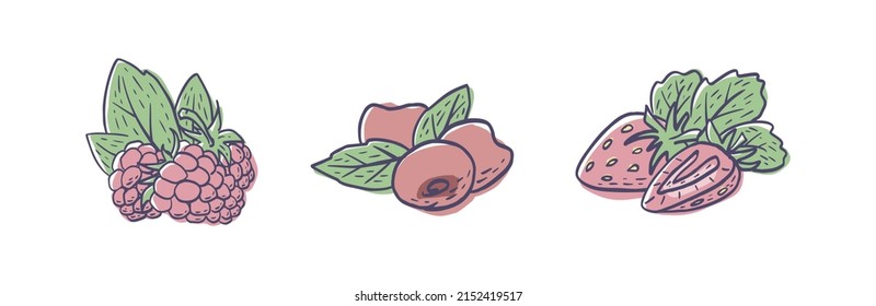 Un conjunto de bayas simples a mano (frambuesa, cerezas, fresa) aisladas en un fondo blanco. Ilustración del vector EPS10
