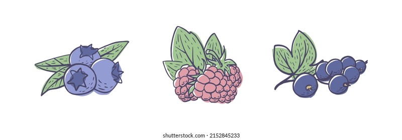 A set of simple hand drawn berries (blueberry, strawberry, black currant) isolated on white background. Vector illustration EPS10