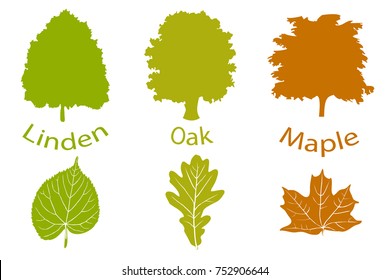 The set of simple icons of trees and leaves. Linden, oak and maple