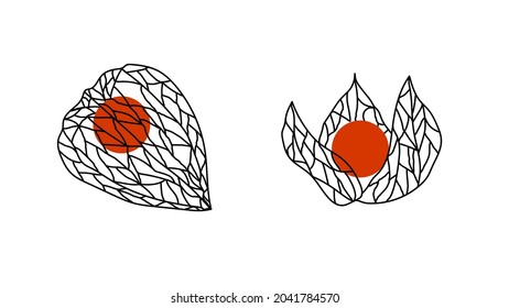 Set of simple illustrations. Physalis. Autumn Fall Frowers. Vector graphic