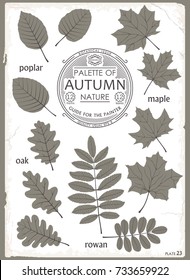 Set of simple isolated leaves different trees. Monochrome design for decoration. Vector elements