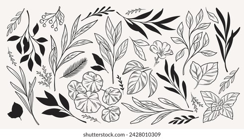 Set of simple leaf silhouettes. Hand drawn icons of plant branches with leaves. Organic decorative design elements for logos and printing. Outline simple vector collection isolated on white background