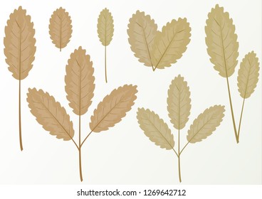 Set of simple leaves on a branch on a white background. Design elements. Vector graphics.