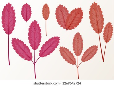 Set of simple leaves on a branch on a white background. Design elements. Vector graphics.