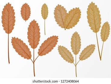 Set of simple leaves on a branch on a white background. Design elements. Vector graphics.