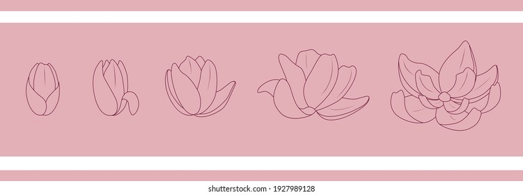 Set of simple linear flowers. Pink magnolia vector.