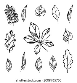 A set of simple, linear images of leaves of different tree species. Vector decoration for creating collages, backgrounds, backdrops, etc. Line art.