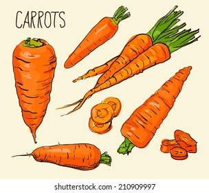 Set simple sketch icons carrots isolated on white background. Vegetables. Food. Hand drawn vector