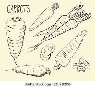 Set simple sketch icons carrots isolated on white background. Vegetables. Food. Hand drawn vector