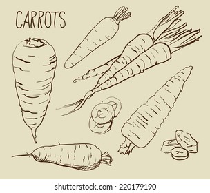 Set simple sketch icons carrots isolated on white background. Vegetables. Food. Hand drawn vector