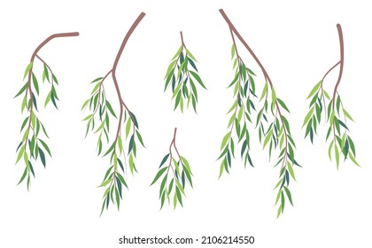 Set of simple tree branches with green leaves isolated on white. Fresh foliage weeping willow tree in spring and summer season. Part of deciduous plant vector illustration in flat style.