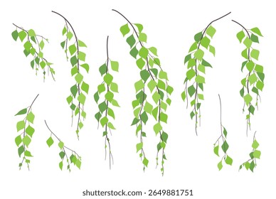 Satz einfacher Zweige mit grünen Blättern einzeln auf weißem Hintergrund. Frische Laub weinende Birke Baum im Frühling und Sommer. Laubige Pflanzenvektorgrafik im flachen Stil. 