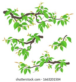 Set of simple tree branches with young green leaves isolated on white. Colorful fresh foliage in spring or summer season. Part of deciduous plant vector illustration in flat style.