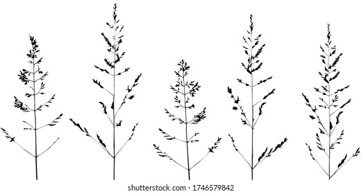 Set of simple twigs, wild grass. Sketch, black lines on white. For modern decor.
