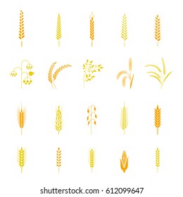A set of simple wheat ears and design elements, organic wheat fresh local farm products, cereals, bread items. Use for packaging.