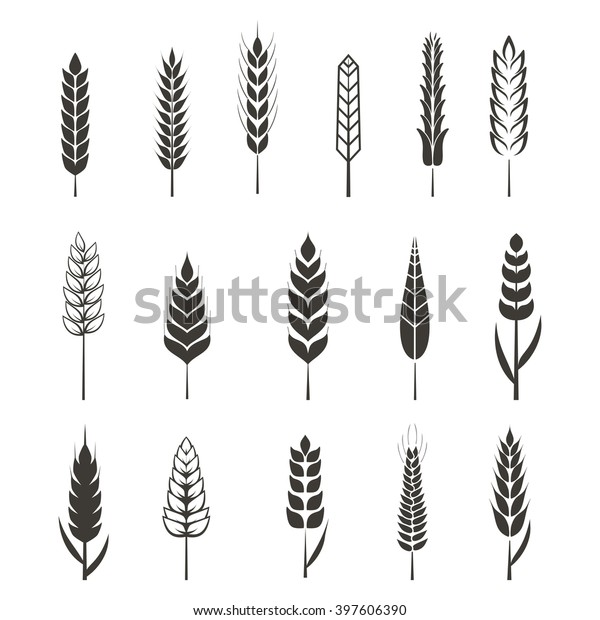 Set of simple wheat ears icons and design\
elements wheats for beer, organic local farm fresh food, bakery\
themed design wheat grain, Vector\
eps10