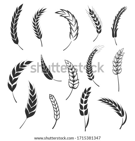 Set of simple wheats ears icons and wheat logo design elements for beer, organic fresh food corn farm, bakery themed agriculture design, grain element, wheat simple pattern. Vector illustration eps10