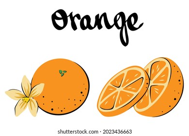 Set of simply drawn oranges, color, vector