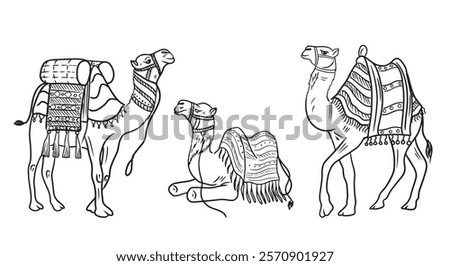 Set of sitting camel with traditional tissue seat for riding in black isolated on white. Hand drawn vector sketch illustration in doodle engraved vintage line art style. Egypt desert, travel