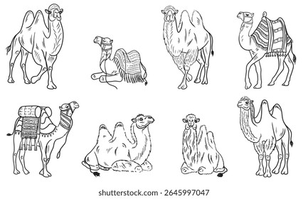 Set of sitting and standing camel with traditional tissue seat for riding in black on white. Hand drawn vector sketch illustration in doodle engraved vintage line art style. Egypt desert, travel