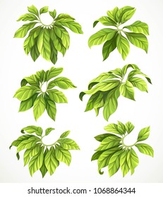 Set of six big leaves of a tropical plant isolated on a white background