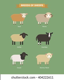 Set of six breeds dairy, wool and meet sheeps. Sheep breeding. Vector illustration of cartoon sheeps. Farm animals. Different color sheeps: red, white, black and white, black. Vector sheeps. svg