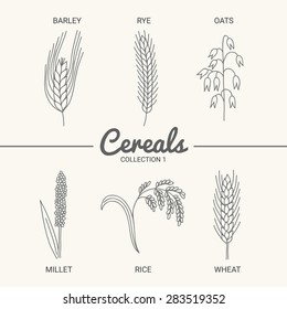 Set of six cereals. Barley, rye, oats, millet, rice and wheat in vintage style. Contour drawing vector illustration