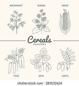 Set of six cereals. Buckwheat, quinoa, maize, peas, soya and lentil in vintage style. Contour drawing vector illustration