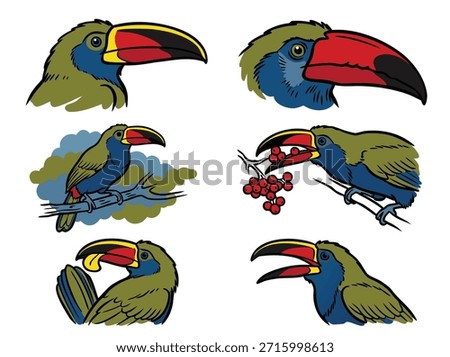 A set of six colorful toucan illustrations, featuring close-ups of their heads and full body shots, some with berries.