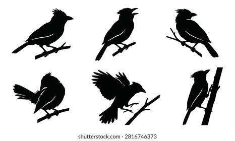 A set of six crested barbet bird in various poses silhouette vector icon illustrations on a white background