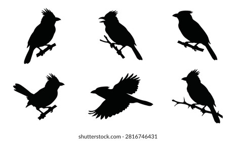 A set of six crested barbet bird in various poses silhouette vector icon illustrations on a white background