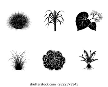A set of six detailed black and white botanical illustrations featuring a variety of plants and flowers. The collection includes a spiky round plant, a grass-like plant.