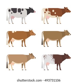 Set of six different breeds and colors dairy cows, isolated on white background.