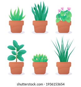 Conjunto de seis plantas diferentes en macetas de arcilla. Suculento, ciclamen. Ilustración vectorial aislada en fondo blanco.