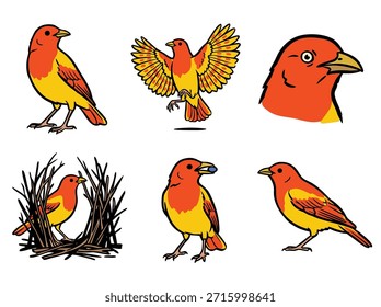 Ein Satz von sechs verschiedenen Zeichnungen, die einen kleinen Vogel mit lebendigem rotem und gelbem Gefieder in verschiedenen Posen und Einstellungen zeigen, einschließlich einer Nahaufnahme seines Kopfes und einer Szene mit einem Nest.