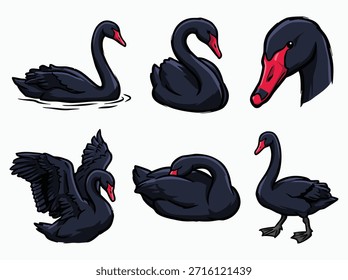 Um conjunto de seis ilustrações distintas de cisnes negros, apresentando várias poses, incluindo natação, pé e com asas abertas.