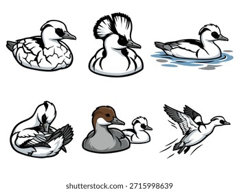 Um conjunto de seis ilustrações distintas que retratam patos-merganser encapuzados em várias poses e cenários, incluindo natação, preening e em voo.