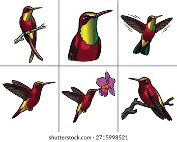 Um conjunto de seis ilustrações distintas mostrando beija-flores em diferentes ações, incluindo empoleirar, voar e se alimentar de uma flor.