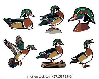 Um conjunto de seis ilustrações distintas mostrando a plumagem vibrante e as posturas variadas do Pato de Madeira.