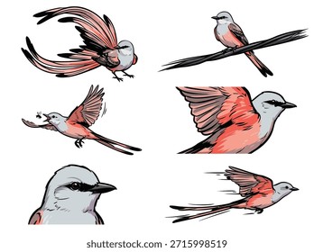A set of six distinct sketches featuring a bird with a long, flowing tail, depicted in various poses including flight and perched.