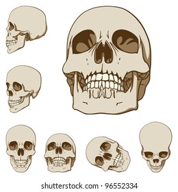 Set of Six Drawings of Human Skull. Vector Illustration