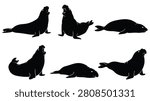 A set of six elephant seals in various poses on beach silhouette vector illustration on a white background