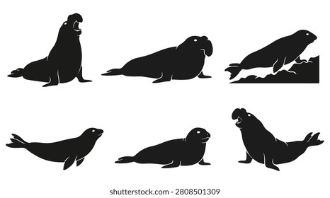 A set of six elephant seals in various poses on beach silhouette vector illustration on a white background