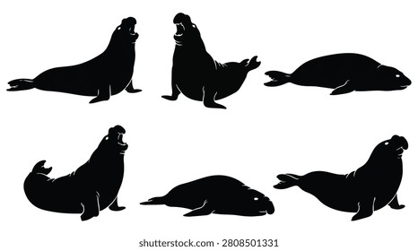 A set of six elephant seals in various poses on beach silhouette vector illustration on a white background