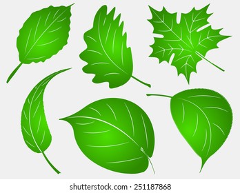 Set of six green leafs
