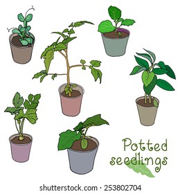 Set of six green potted seedlings of different vegetables: tomato, cucumber, celery, eggplant, peas, bell pepper. Vector illustration.